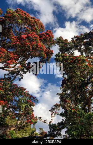 Albero di Pohutukawa sul lato della strada, lato Firth of Thames della penisola di Coromandel, nuova Zelanda Foto Stock