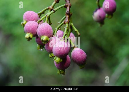 Syzygium Pycnanthum (Syzygium foxworthianum, mela rosa selvatica, Eugenia densiflora, Jambosa densiflora, Myrtus densiflora) Foto Stock