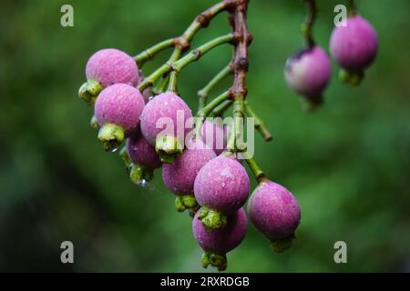Syzygium Pycnanthum (Syzygium foxworthianum, mela rosa selvatica, Eugenia densiflora, Jambosa densiflora, Myrtus densiflora) Foto Stock