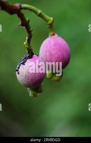 Syzygium Pycnanthum (Syzygium foxworthianum, mela rosa selvatica, Eugenia densiflora, Jambosa densiflora, Myrtus densiflora) Foto Stock