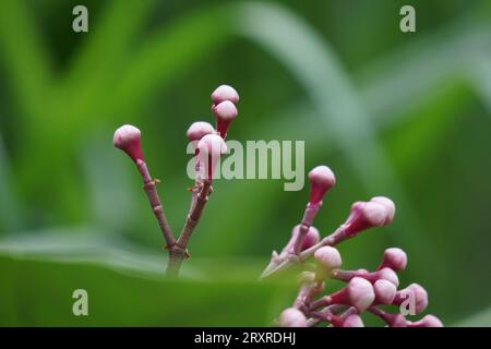 Syzygium Pycnanthum (Syzygium foxworthianum, mela rosa selvatica, Eugenia densiflora, Jambosa densiflora, Myrtus densiflora) Foto Stock