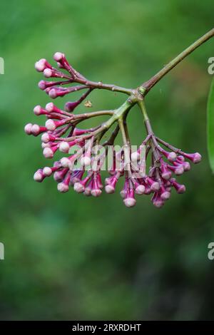 Syzygium Pycnanthum (Syzygium foxworthianum, mela rosa selvatica, Eugenia densiflora, Jambosa densiflora, Myrtus densiflora) Foto Stock