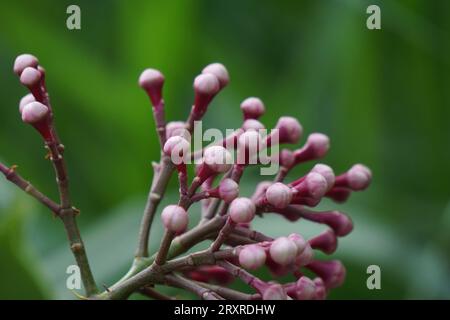 Syzygium Pycnanthum (Syzygium foxworthianum, mela rosa selvatica, Eugenia densiflora, Jambosa densiflora, Myrtus densiflora) Foto Stock