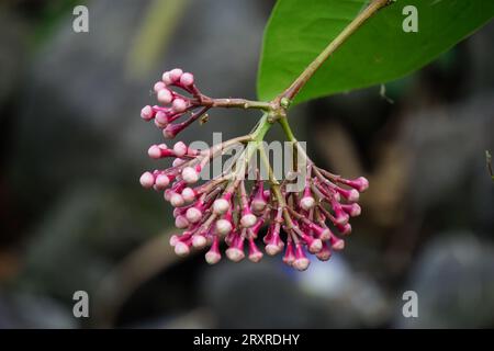 Syzygium Pycnanthum (Syzygium foxworthianum, mela rosa selvatica, Eugenia densiflora, Jambosa densiflora, Myrtus densiflora) Foto Stock