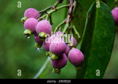 Syzygium Pycnanthum (Syzygium foxworthianum, mela rosa selvatica, Eugenia densiflora, Jambosa densiflora, Myrtus densiflora) Foto Stock