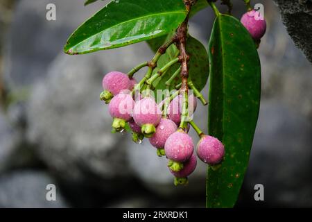 Syzygium Pycnanthum (Syzygium foxworthianum, mela rosa selvatica, Eugenia densiflora, Jambosa densiflora, Myrtus densiflora) Foto Stock