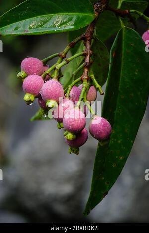 Syzygium Pycnanthum (Syzygium foxworthianum, mela rosa selvatica, Eugenia densiflora, Jambosa densiflora, Myrtus densiflora) Foto Stock