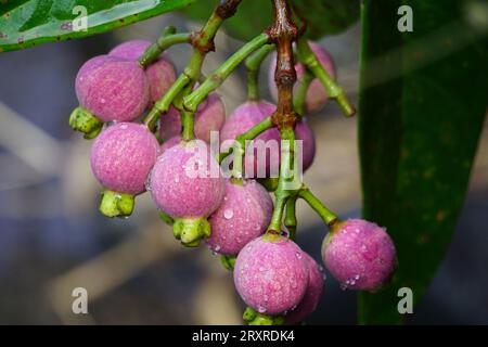 Syzygium Pycnanthum (Syzygium foxworthianum, mela rosa selvatica, Eugenia densiflora, Jambosa densiflora, Myrtus densiflora) Foto Stock