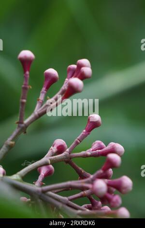 Syzygium Pycnanthum (Syzygium foxworthianum, mela rosa selvatica, Eugenia densiflora, Jambosa densiflora, Myrtus densiflora) Foto Stock