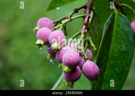 Syzygium Pycnanthum (Syzygium foxworthianum, mela rosa selvatica, Eugenia densiflora, Jambosa densiflora, Myrtus densiflora) Foto Stock