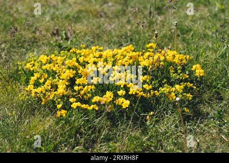 Gorse spagnole o Carqueixa, genista tridentata fiori gialli simili a piselli. La fiorente ginestra spagnola genista Foto Stock