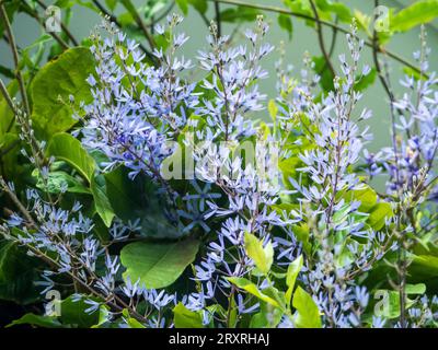 Petrea o carta vetrata Vine, alias Fake Wisterea, gloriosi fiori viola che fioriscono in profusione Foto Stock