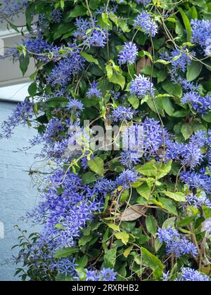 Petrea o carta vetrata Vine, nota anche come Fake Wisterea, gloriosi fiori viola che fioriscono in profusione, avvolta intorno a un palo Foto Stock