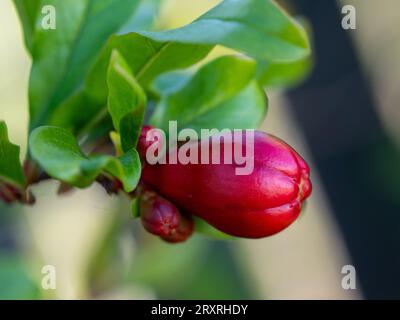 Fiori di melograno rosso che fioriscono dai calici tubolari, non ancora aperti, sull'albero, giardino australiano Foto Stock