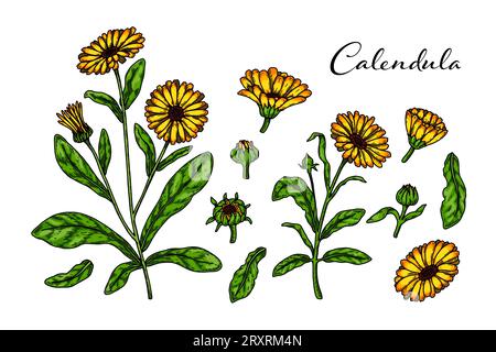 Set di piante da fiore di calendula disegnate a mano isolate su sfondo bianco. Illustrazione vettoriale in stile di schizzo colorato. Elemento di disegno botanico Illustrazione Vettoriale