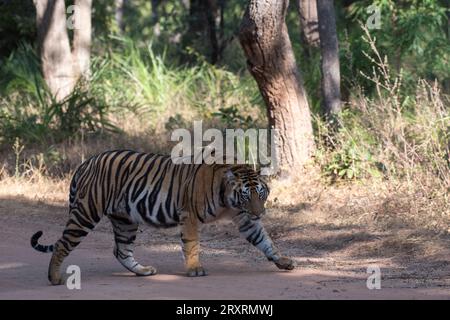 Tigre nel bosco con l'uso della messa a fuoco selettiva Foto Stock