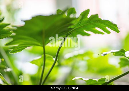 Philodendron Xanadu retroilluminato dalla luce pomeridiana di una finestra interna Foto Stock