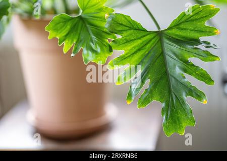 Philodendron Xanadu retroilluminato dalla luce pomeridiana di una finestra interna Foto Stock