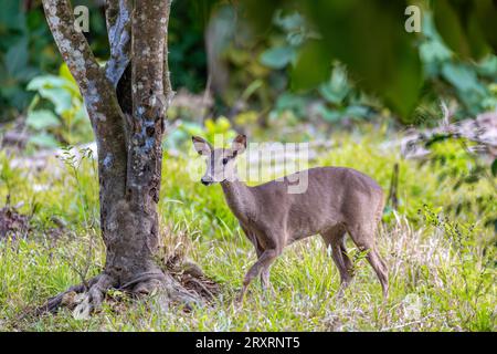 Cervo dalla coda bianca (Odocoileus virginianus), noto anche come coda bianca e cervo della Virginia. Riserva naturale di Curu, flora e fauna selvatiche del Costa Rica Foto Stock