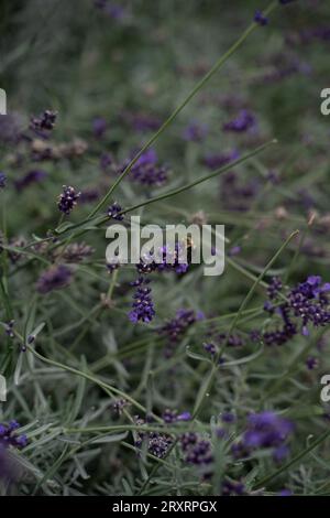 Lavanda Bush Foto Stock