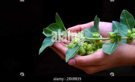 Ashwagandha Dry Root Medicinal Herb con foglie fresche, noto anche come Withania Somnifera, Ashwagandha, Ginseng indiano, Poison Gooseberry Foto Stock