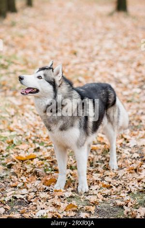 Ritratto verticale di un Husky nella foresta autunnale. Il cane sta in piedi con la lingua che esce, si prende una pausa da una passeggiata, e vuole dell'acqua. Trave Foto Stock