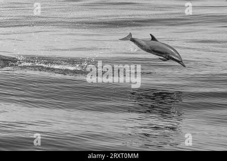 Mammiferi marini della laguna di Mayotte nell'Oceano Indiano Foto Stock