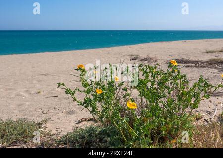 Papavero cornuto giallo (Glaucium flavum) che cresce sulla spiaggia vuota di Roccella Ionica, Calabria, Italia meridionale Foto Stock