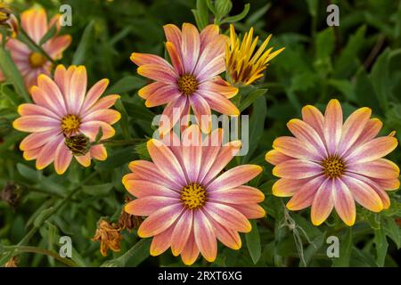 Ritratto naturale ravvicinato di piante in fiore di magnifici fiori di Osteospermsum eckloni che si crogiolano al sole di fine estate Foto Stock