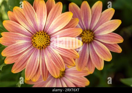 Ritratto naturale ravvicinato di piante in fiore di magnifici fiori di Osteospermsum eckloni che si crogiolano al sole di fine estate Foto Stock
