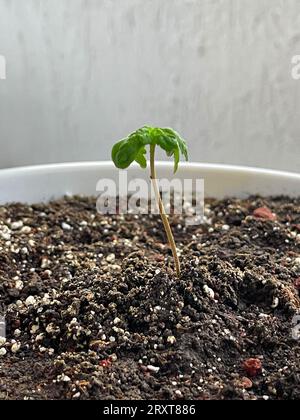 Pianta di marijuana verde in vaso a casa. Vegetazione di cannabis. Foto Stock