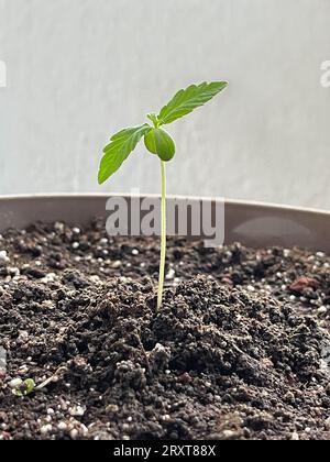 Vegetazione di Cannabis verde. Pianta di marijuana in vaso a casa Foto Stock