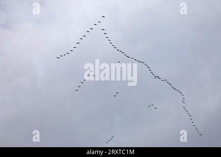 Holyrood Park, Edimburgo, Scozia, Regno Unito. 27 settembre 2023. Calma prima della tempesta, nuvola ambientata intorno alle 8 del mattino dopo un inizio luminoso con una temperatura di 9 gradi centigradi. Previsioni meteorologiche tempestose intorno all'ora di pranzo. Nella foto: Una formazione di oche vola verso il sud-est della Scozia. Credito: Notizie dal vivo Archwhite/alamy. Foto Stock