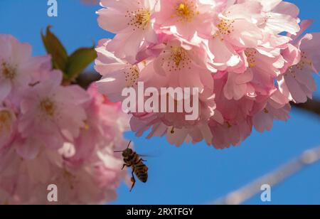 Vista colorata della parte inferiore del Honey Bee (Apis mellifera) in visita ai fiori ornamentali di ciliegio in fiore (Prunus subg.) Contro un Bright Blue Sky Foto Stock