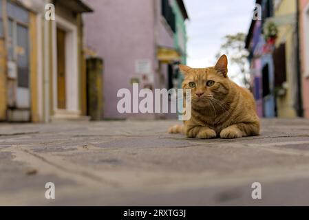 Un primo piano di un gatto dal pelliccio color ambra che si trova su un marciapiede a Burano, Venezia, in una giornata nuvolosa Foto Stock