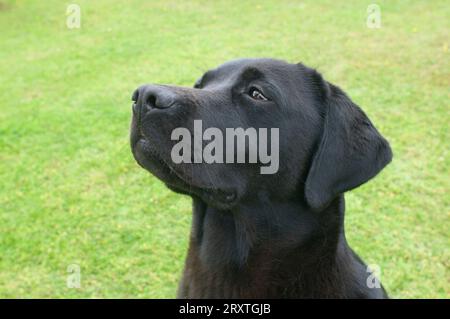 Il capo di un Labrador Retriever, John Gollop Foto Stock