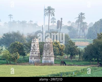 Una vista della costa lungo l'alto fiume Nilo, tra alcune delle terre più verdeggianti lungo il fiume, Egitto, Nord Africa, Africa Foto Stock