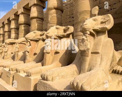 Statue di sfinge a testa di RAM a Karnak, complesso del tempio di Karnak, sito patrimonio dell'umanità dell'UNESCO, vicino a Luxor, Tebe, Egitto, Nord Africa, Africa Foto Stock