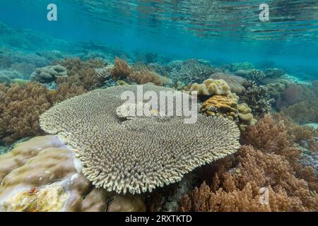 Coralli nelle acque cristalline delle barriere coralline poco profonde al largo dell'isola di Bangka, al largo della punta nord-orientale di Sulawesi, Indonesia, Sud-est asiatico, Asia Foto Stock