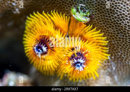 Vermi dell'albero di Natale (Spirobranchus giganteus) nelle scogliere poco profonde al largo dell'isola di Bangka, Indonesia, Sud-est asiatico, Asia Foto Stock