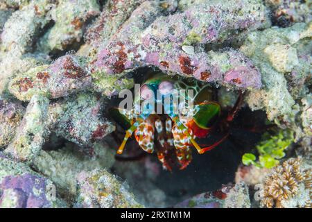 Un peacock mantis adulto (Odontodactylus scyllarus), nelle Isole Equatrici, Raja Ampat, Indonesia, Sud-est asiatico, Asia Foto Stock