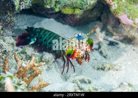 Un peacock mantis adulto (Odontodactylus scyllarus), nelle Isole Equatrici, Raja Ampat, Indonesia, Sud-est asiatico, Asia Foto Stock