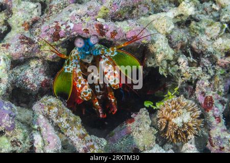 Un peacock mantis adulto (Odontodactylus scyllarus), nelle Isole Equatrici, Raja Ampat, Indonesia, Sud-est asiatico, Asia Foto Stock