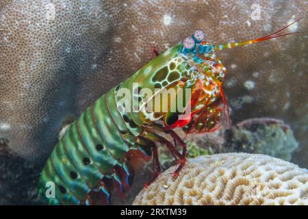 Un peacock mantis adulto (Odontodactylus scyllarus), nelle Isole Equatrici, Raja Ampat, Indonesia, Sud-est asiatico, Asia Foto Stock