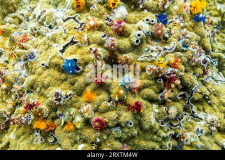 Vermi dell'albero di Natale (Spirobranchus giganteus), nelle scogliere poco profonde al largo dell'isola di Bangka, Indonesia, Sud-est asiatico, Asia Foto Stock