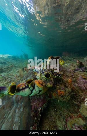 Uno spruzzo di mare dorato (Polycarpa aurata), sulla barriera corallina al largo del muro di Freewin, vicino all'isola di Waigeo, Raja Ampat, Indonesia, Sud-Est asiatico, Asia Foto Stock