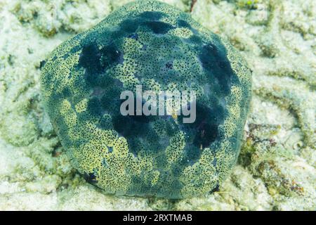 Cuscino a stella (Culcita novaeguineae), nelle macerie poco profonde al largo dell'isola di Kri, Raja Ampat, Indonesia, Sud-est asiatico, Asia Foto Stock