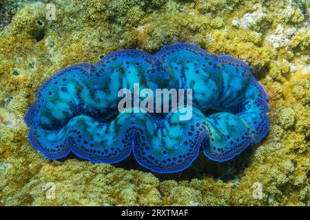 Vongole giganti di Tridacna, genere Tridacna, nelle scogliere poco profonde al largo di Port Airboret, Raja Ampat, Indonesia, Sud-est asiatico, Asia Foto Stock