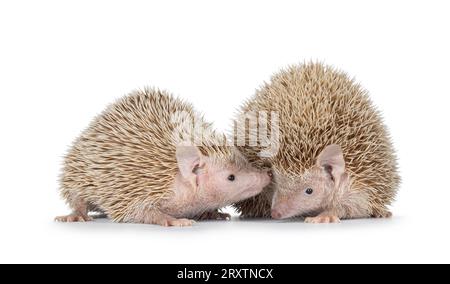 Coppia maschile e femminile Lesser Tenrecs, in piedi insieme. Isolato su sfondo bianco. Foto Stock