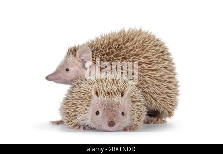 Coppia maschile e femminile Lesser Tenrecs, in piedi insieme. Isolato su sfondo bianco. Foto Stock
